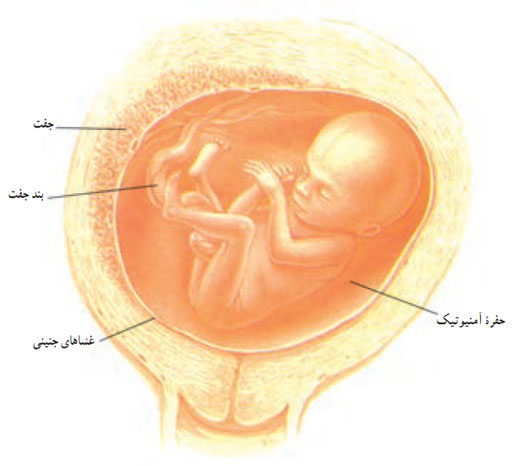 حاملگی ـ هفتۀ چهاردهم