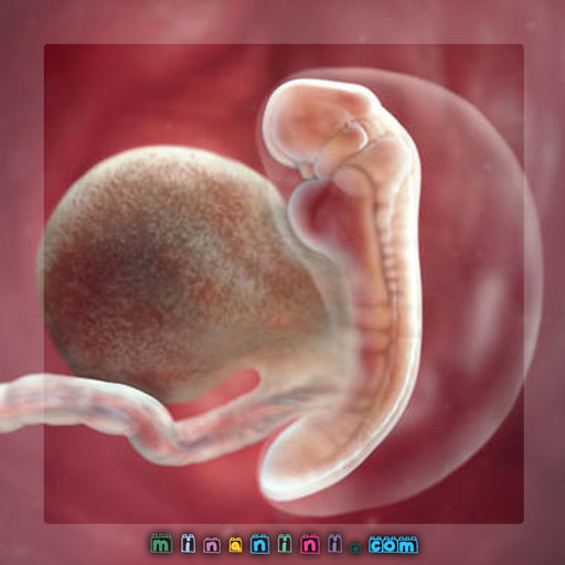 تحولات کودک در هفته پنجم بارداری