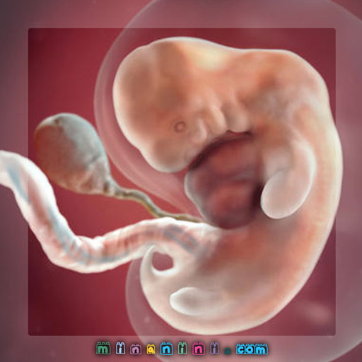 تحولات کودک در هفته هفتم بارداری